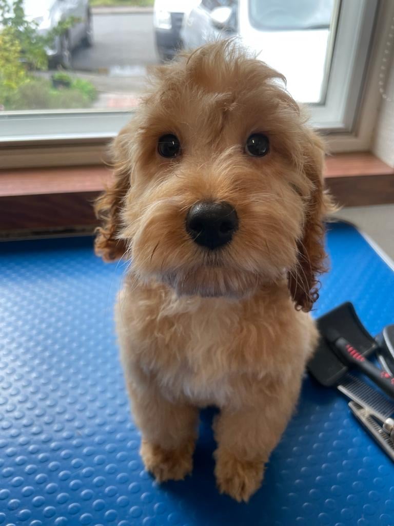 Fluffy light brown puppy with curly fur sitting on a textured blue surface near grooming tools and a window.
