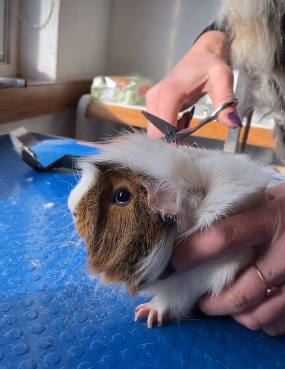 Person grooming a brown and white guinea pig with small scissors on a blue textured surface.