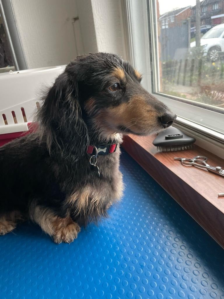 Long-haired dachshund with a collar sitting on a blue surface looking out a window.