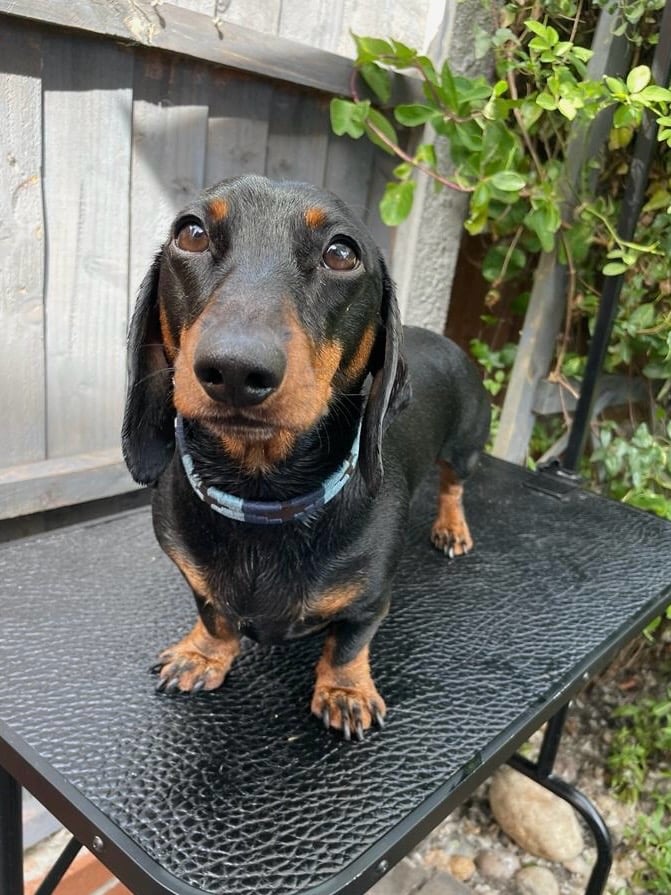 Black and tan dachshund standing on a black textured table outdoors near a wooden fence and green plants.