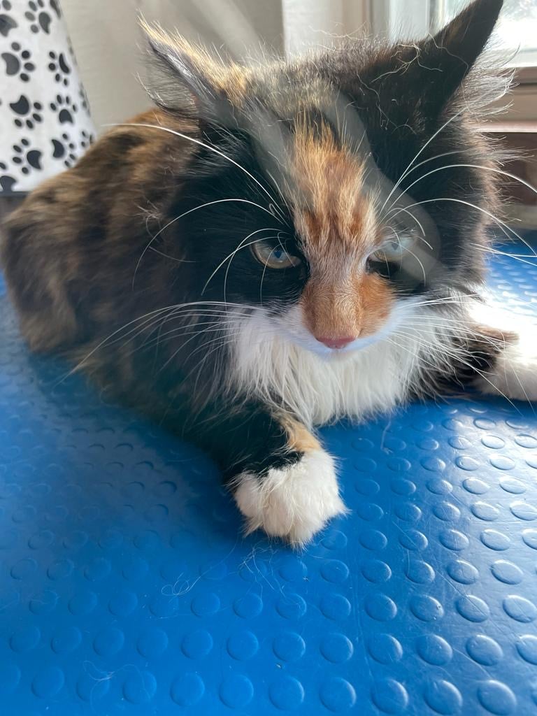 Close-up of a fluffy calico cat lying on a blue textured surface near a window.