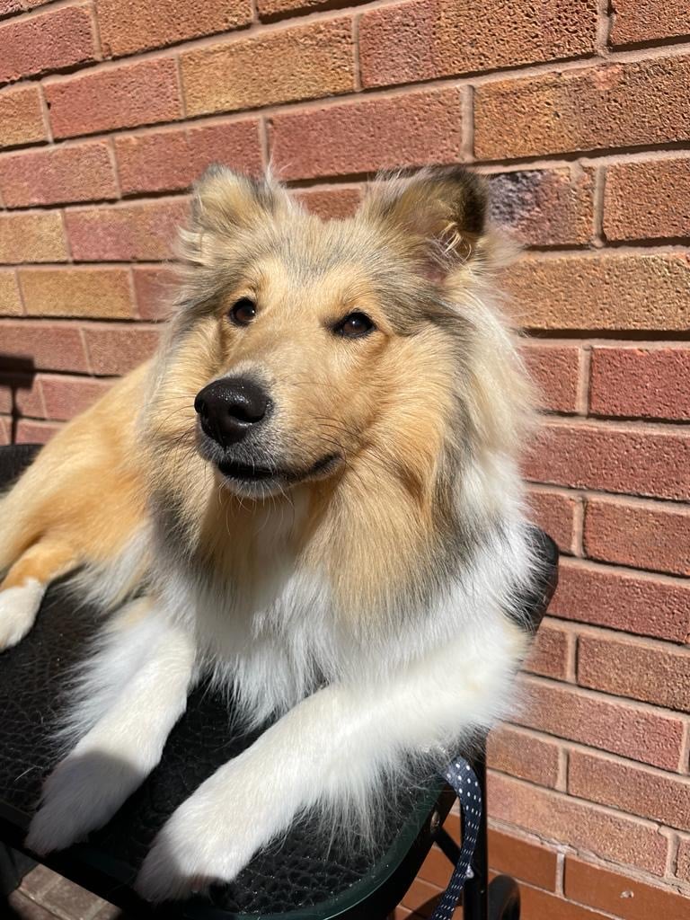 Fluffy light brown and white dog with black nose resting on a black textured surface in front of a brick wall.