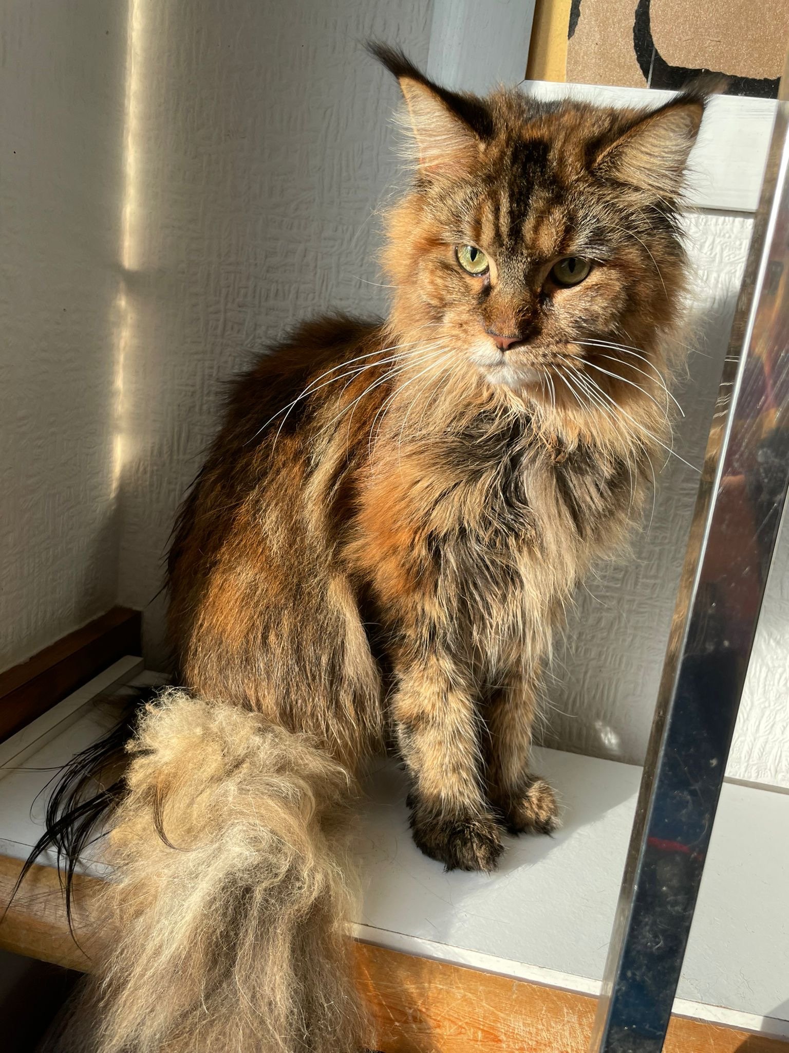 Long-haired brown tabby cat with green eyes sitting on a white ledge in sunlight.