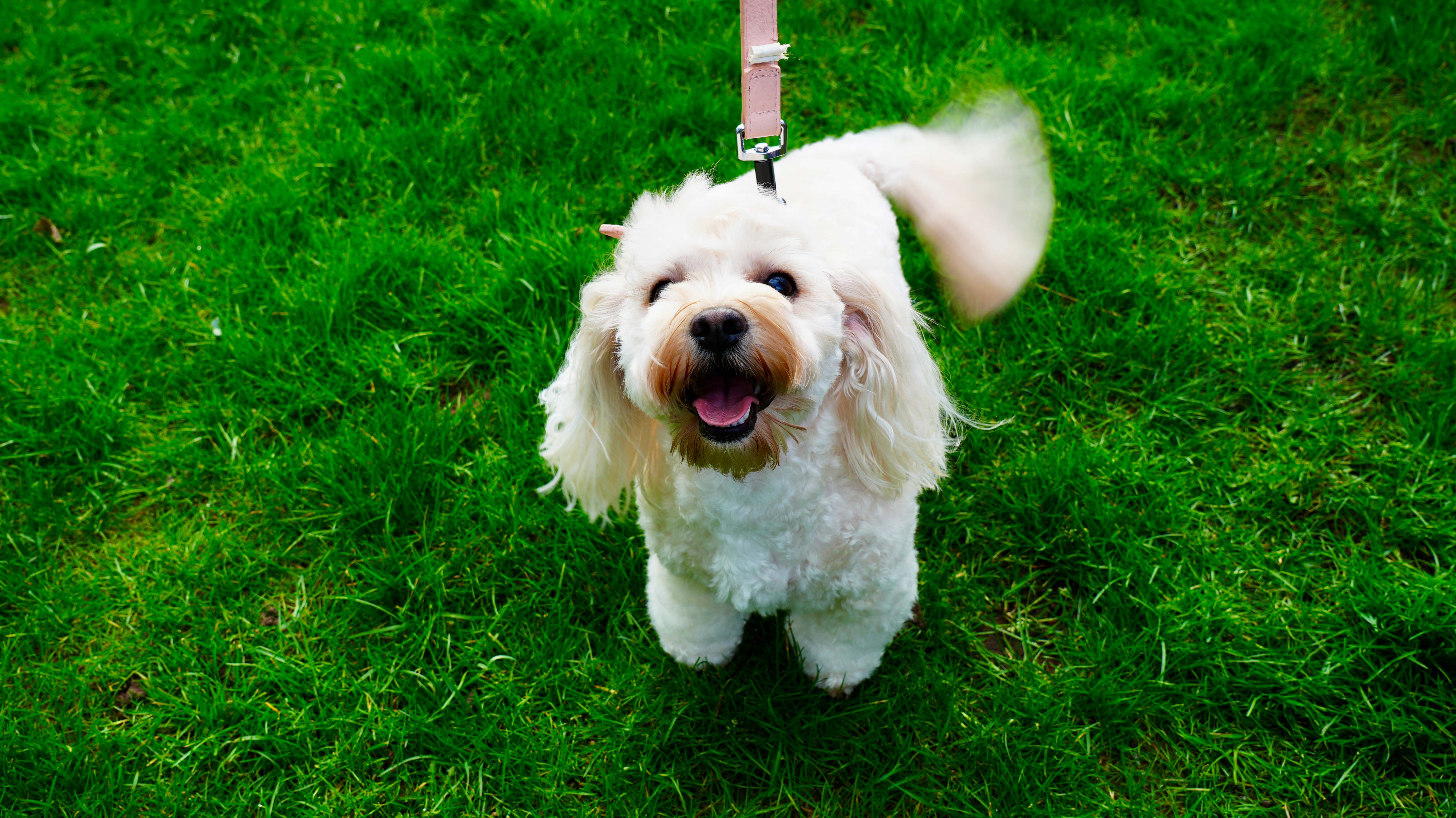 Small white fluffy dog on a pink leash standing on green grass, wagging its tail and looking up happily.