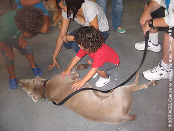 Therapy Dogs Enriching Lives at ACES