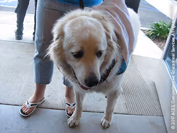 Therapy Dogs Enriching Lives at ACES