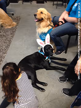 Therapy Dogs Enriching Lives at ACES