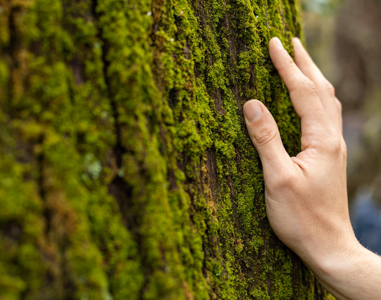 Mano derecha tocando la corteza de un árbol cubierta de musgo verde.
