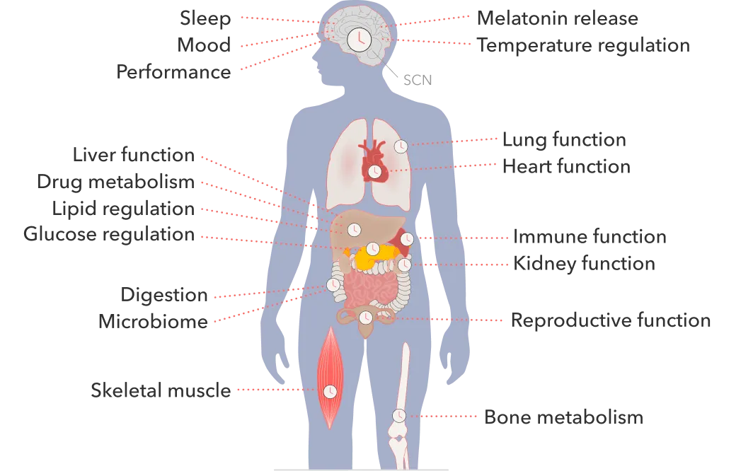 Circadian rhythm 24-hour biological clock diagram