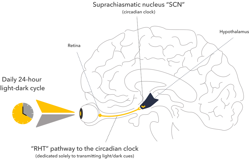 Diagram showing nerve signal transmission: a stimulus activates the receptor, triggering an action potential that travels along a sensory neuron, through a relay neuron, and then a motor neuron to create a response.