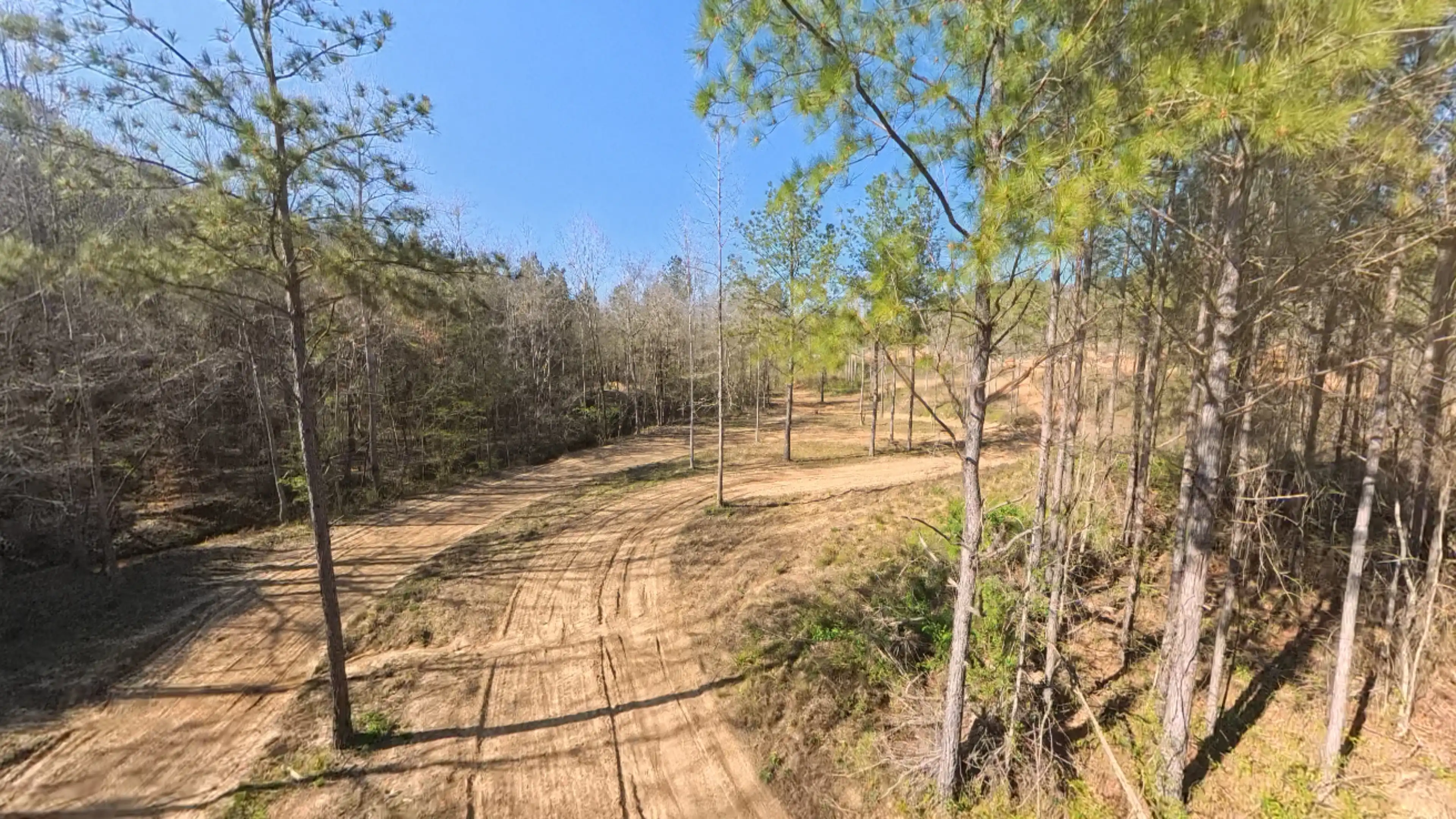 Dirt trail winding through a forested area with tall pine trees under a clear blue sky.