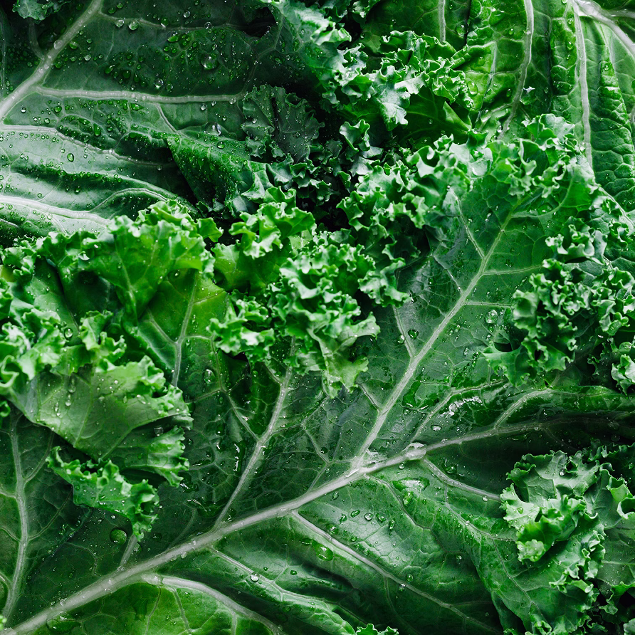 Fresh kale leaves with water droplets, close-up overhead view of green leafy vegetable