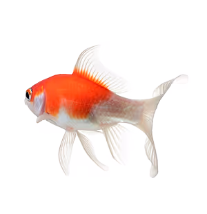 gold fish