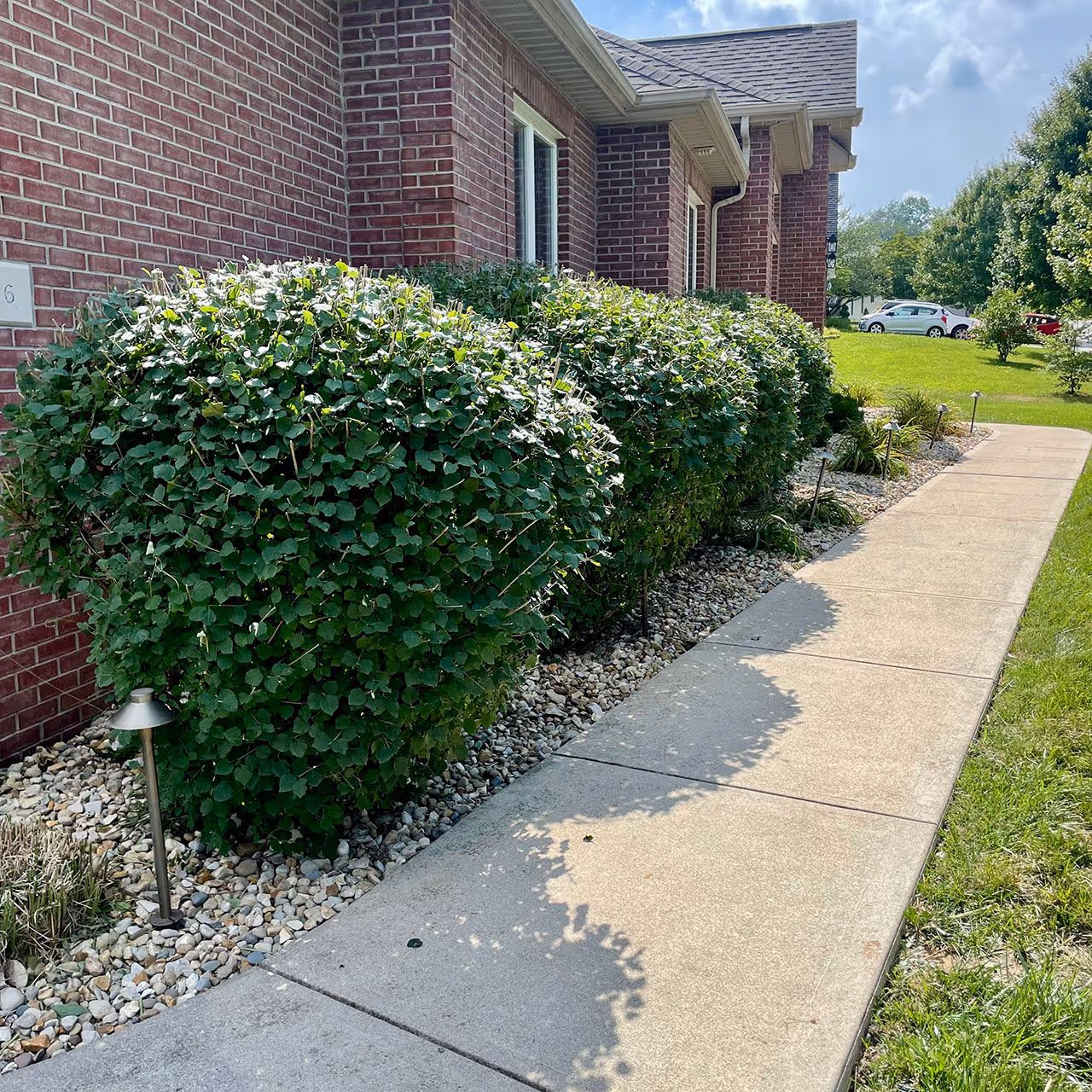 shrub trimming and hedge maintenance service near me