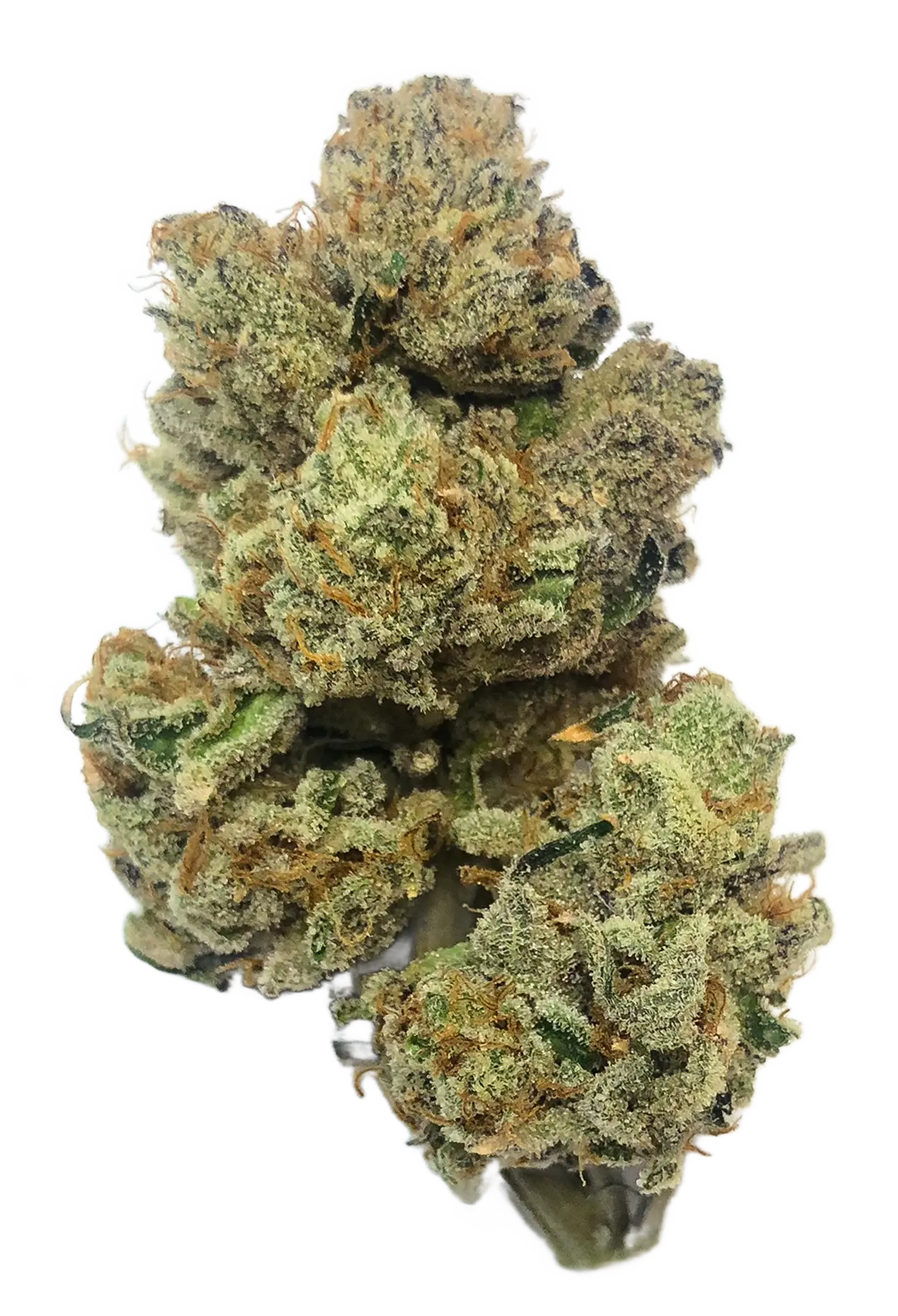 Choof bud