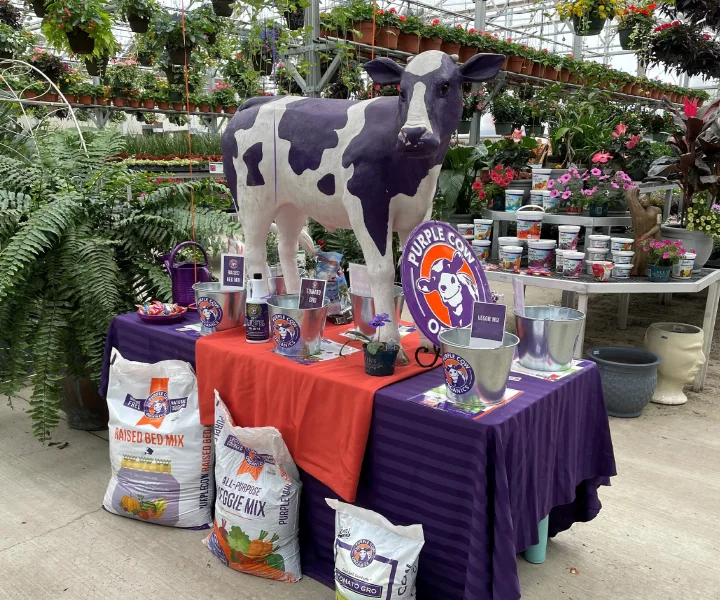 Purple cow manikin on a table with gardening products, bags of soil mix, and plants in a greenhouse.