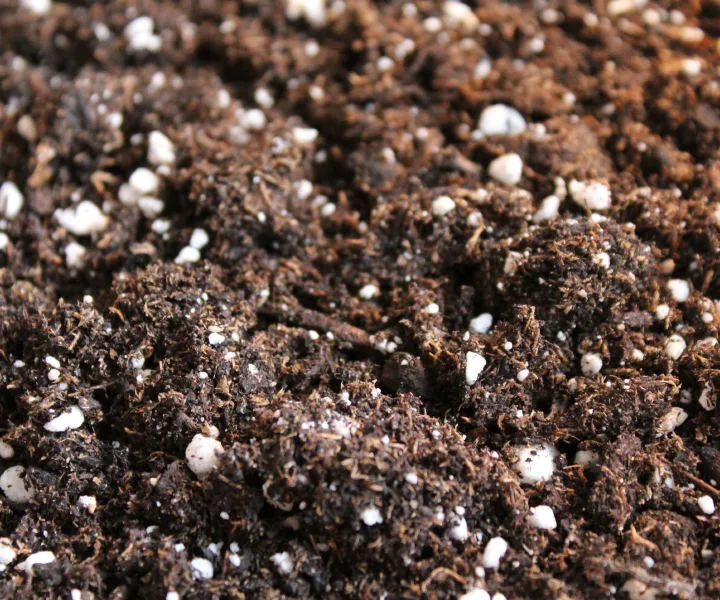 Close-up of rich, dark soil mixed with white perlite granules.