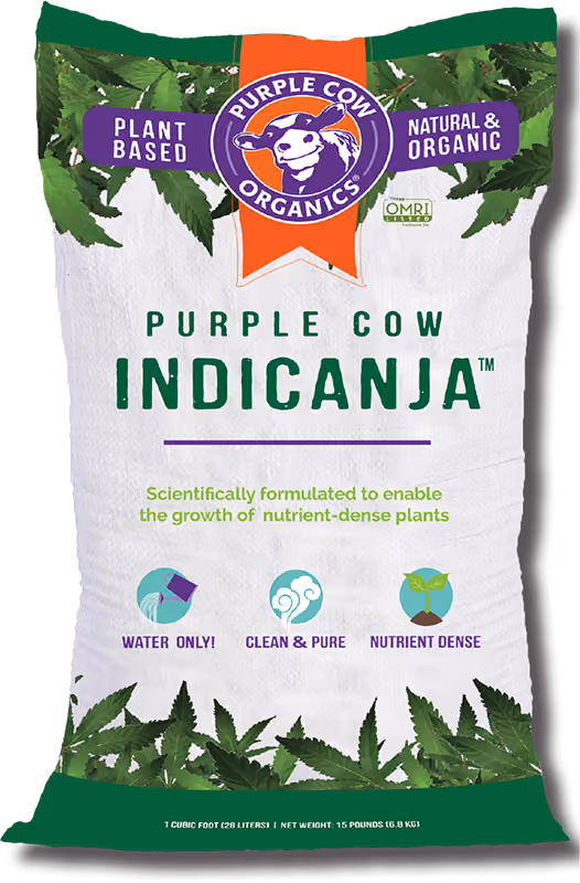 purple cow indicanja