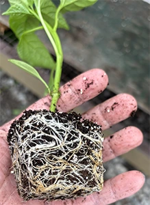 Hand holding a root ball with soil and healthy green plant stem and leaves.