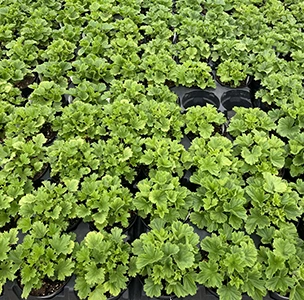 Rows of green leafy plants growing in black nursery pots in a garden center.