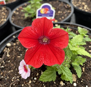 Bright red petunia flower with green leaves in black pot soil, smaller pink flower nearby.