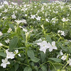Field of green plants densely covered with small white flowers under natural light.