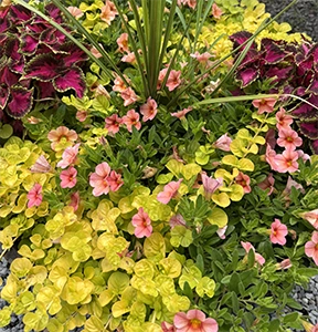 Colorful garden with yellow foliage, pink flowers, and some purple-green leaves.