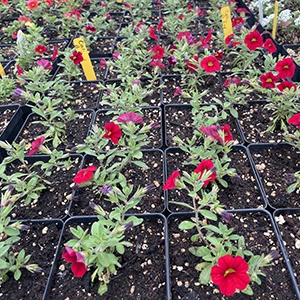 Rows of small pots with green plants and bright red flowers in seedling trays.