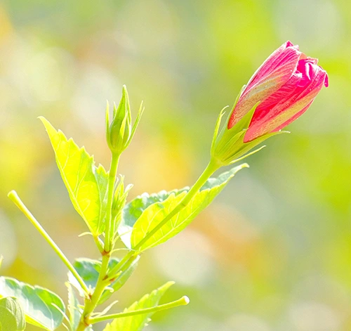 Close-up of a pink flower bud and a small green bud on bright green leafy stem.
