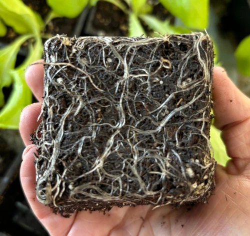 Hand holding a soil block with dense, healthy white roots visible throughout the soil.