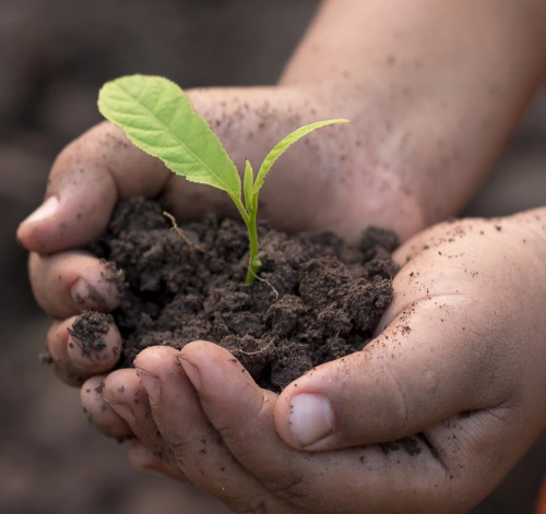 Hands holding soil with a small green seedling growing from it.