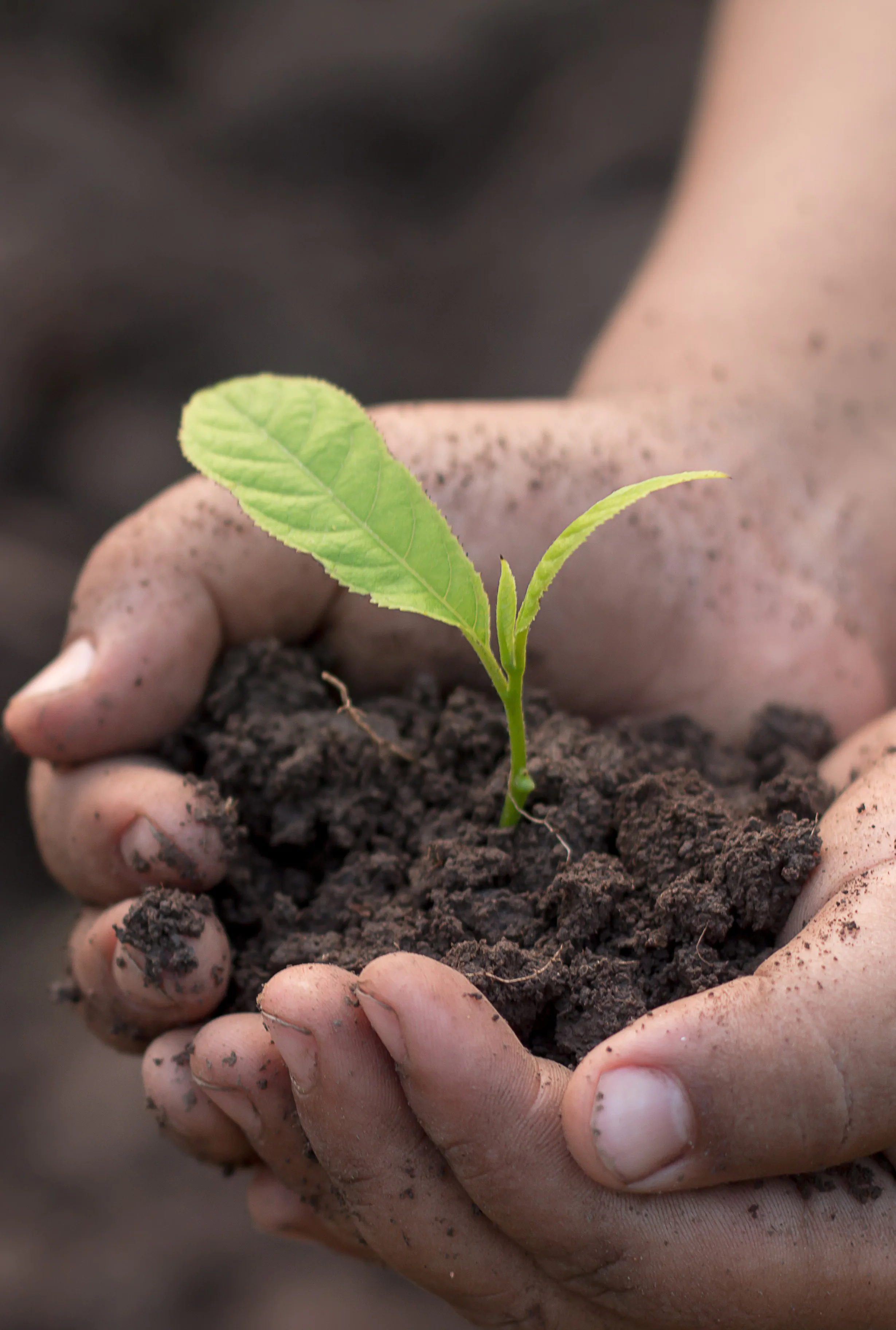 Hands holding soil