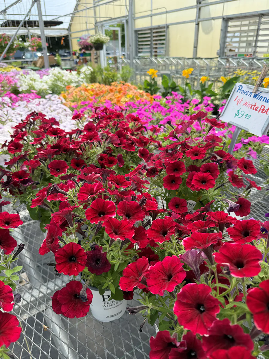 Interior of greenhouse filled with colorful flowering plants on benches and hanging pots.