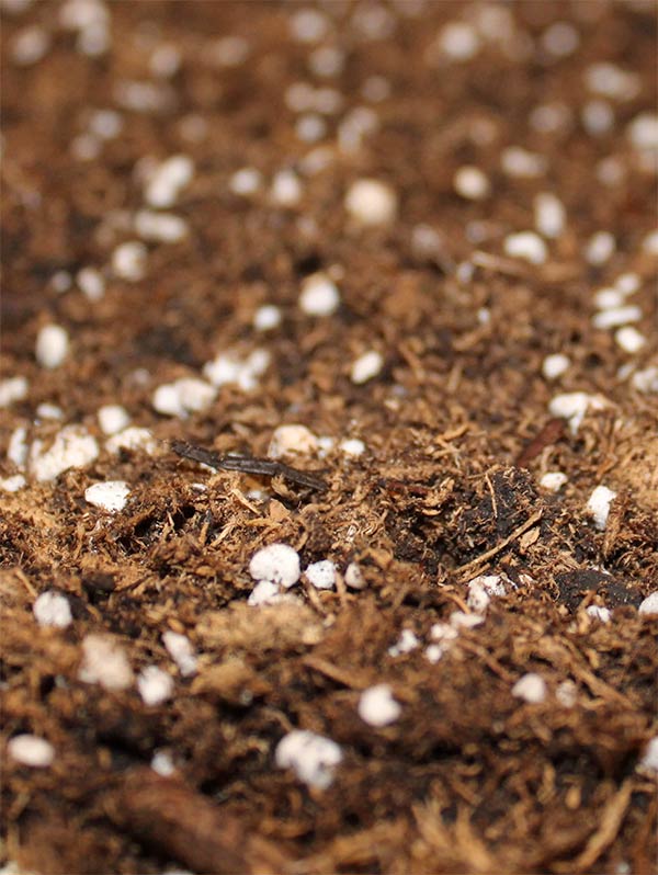Potting Mix is ideal for containers of all sizes, perfect for flowers and decorative plants. Readily available nutrients give plants a strong start and continue to feed them long after planting. Made with Purple Cow Organics’ plant-based compost, rich in organic matter and living biology, this mix improves moisture retention reducing the need for frequent watering while creating a healthy, 100% organic and safe growing environment.