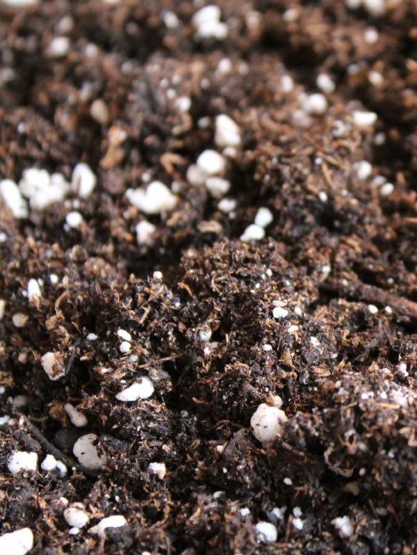 Purple Cow Organics' Raised Bed Mix is a growing media for filling raised garden beds that is made from OMRI Listed ingredients and has no topsoil or weed seeds. With a compost base, Raised Bed Mix provides all the benefits of organic matter thanks to the composted green material, including sponge-like qualities which cause the mix to require less watering. Raised Bed Mix is also very customizable to meet the fertility needs of whatever plant you decide to grow!