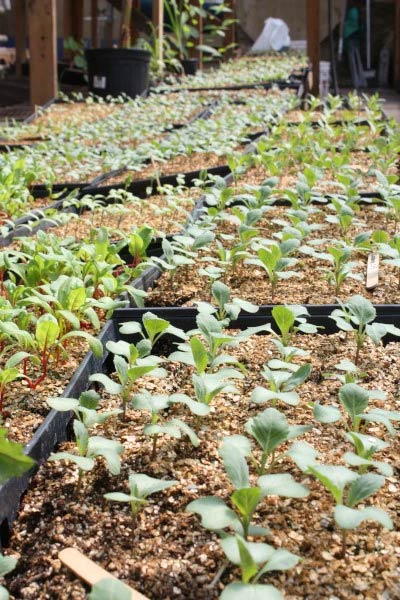 Start seeds off strong!