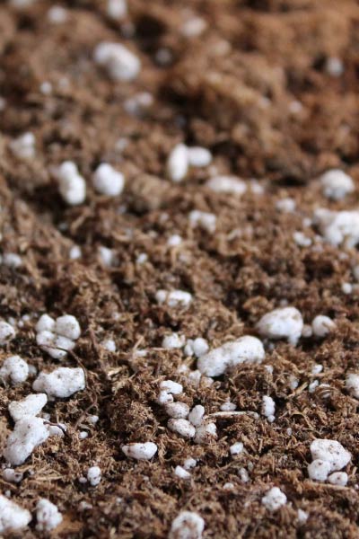 Water Only Living Soil!