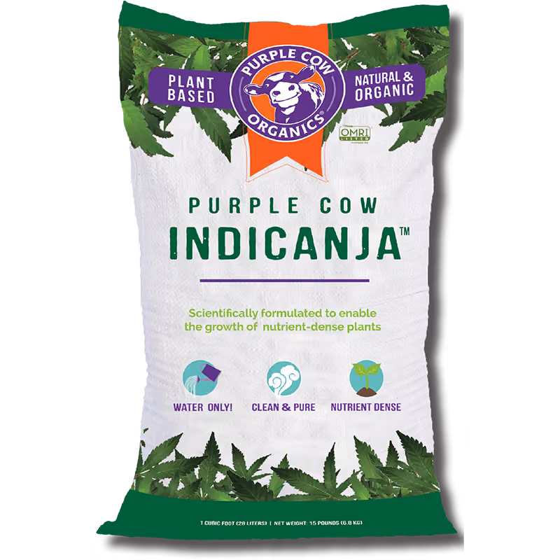 Purple Cow IndiCanja