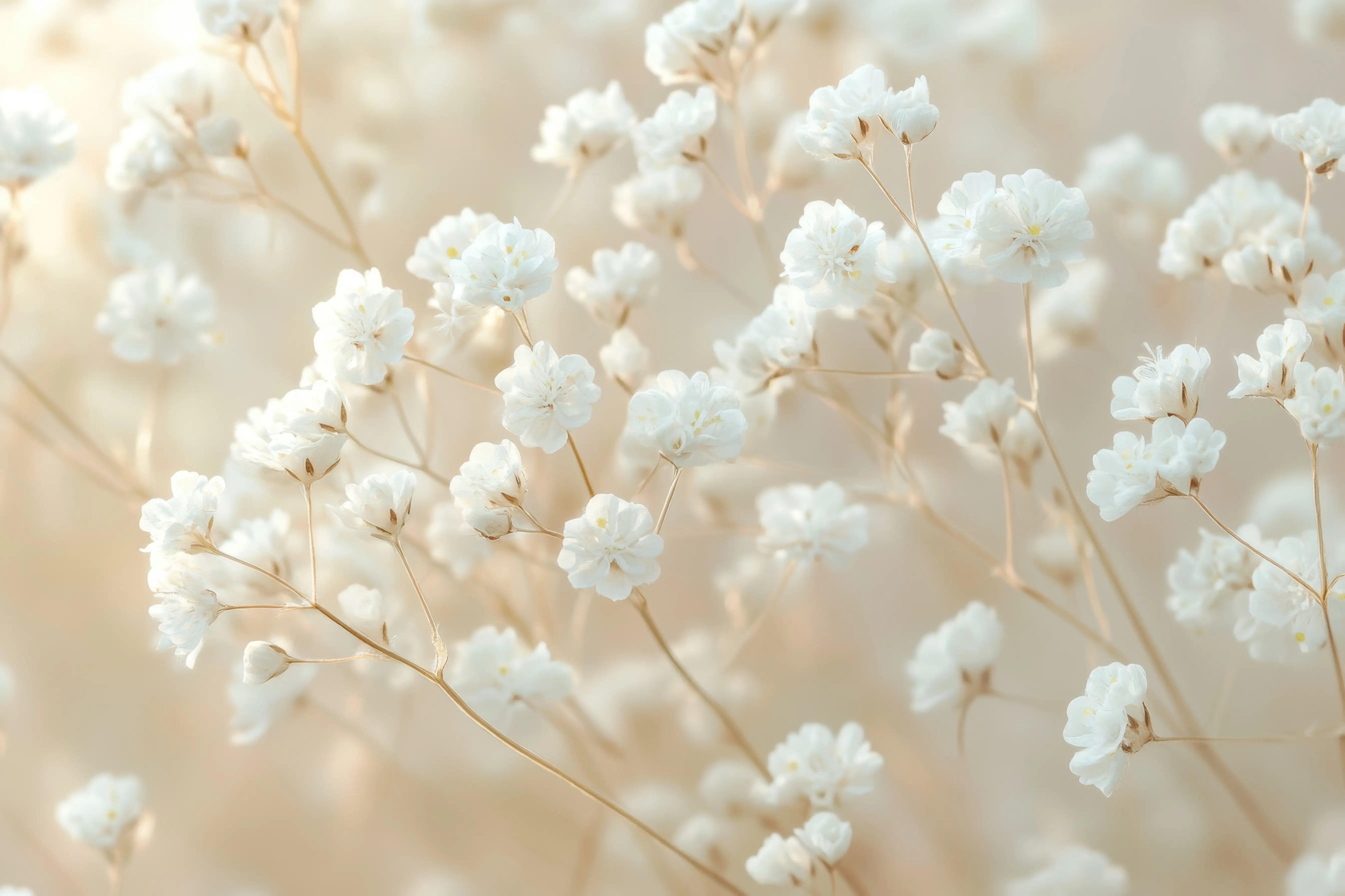 Delicate white baby's breath flowers on thin stems with a soft beige background.