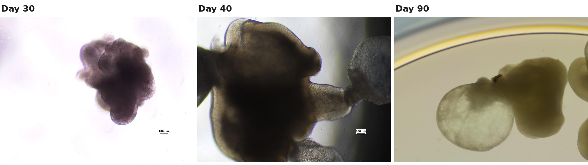 Vero and LMH cell densities in YEX compared with FBS.