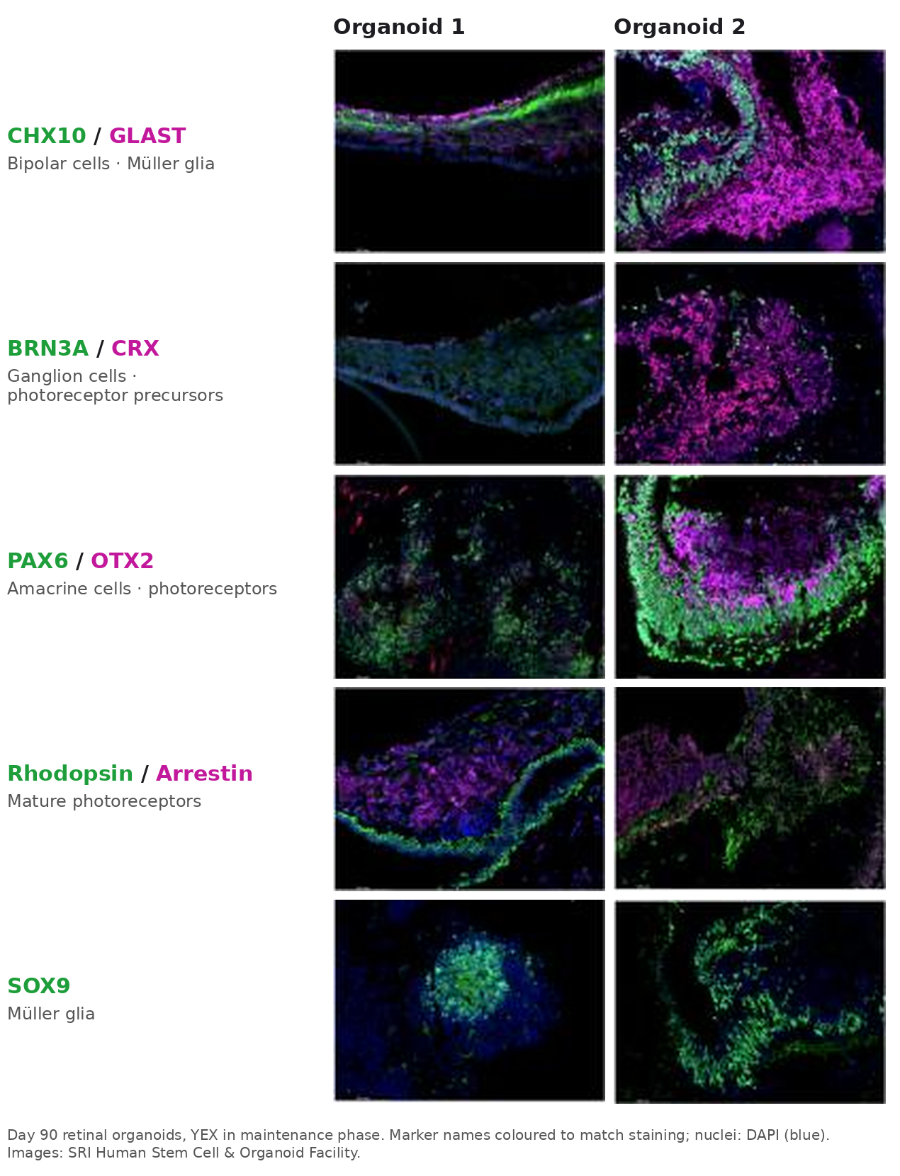 Virus titres in YEX media compared with FBS for three avian viruses.