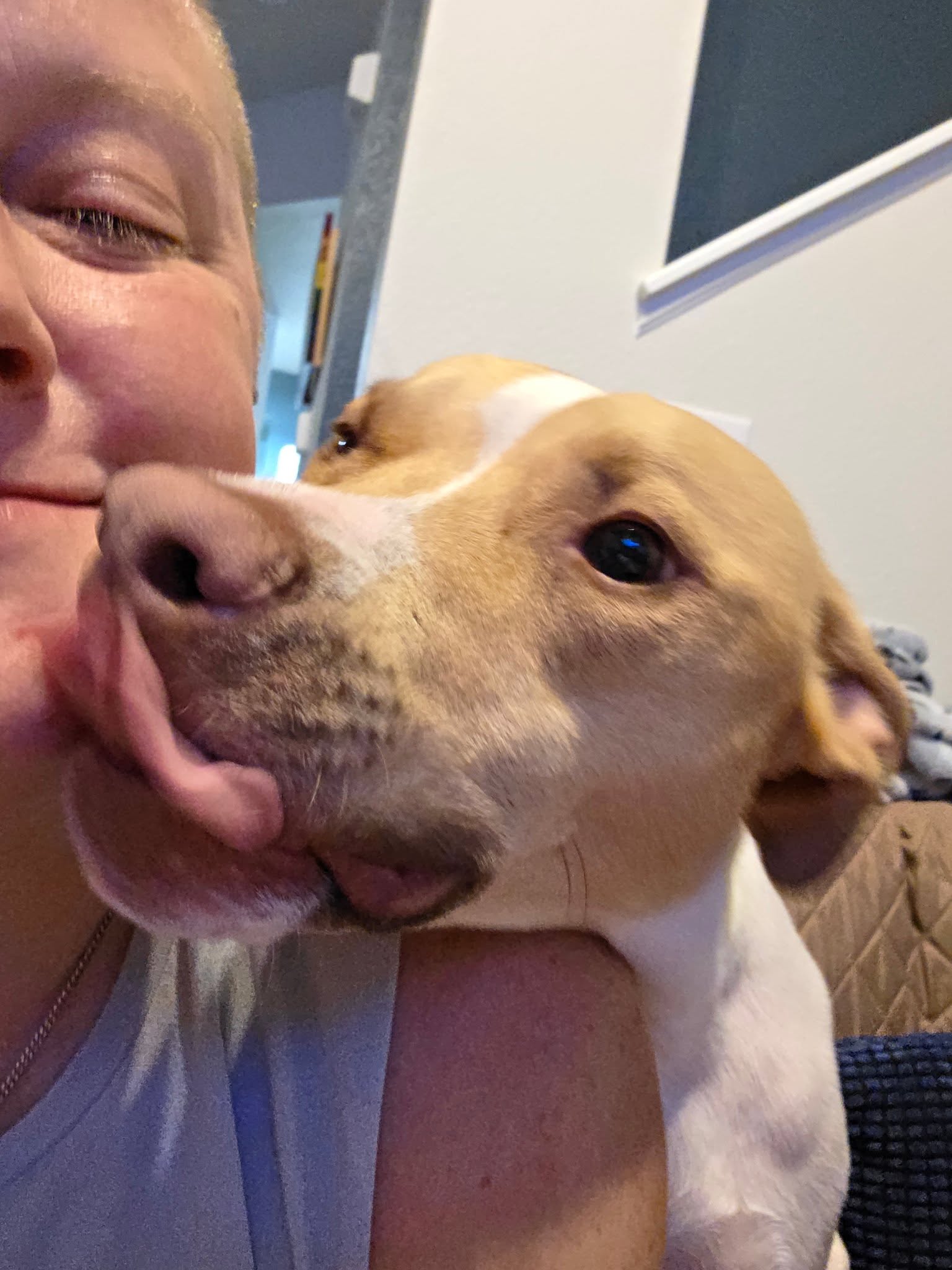 A white and brown dog gets a quick lick on their smiling human parent's chin.