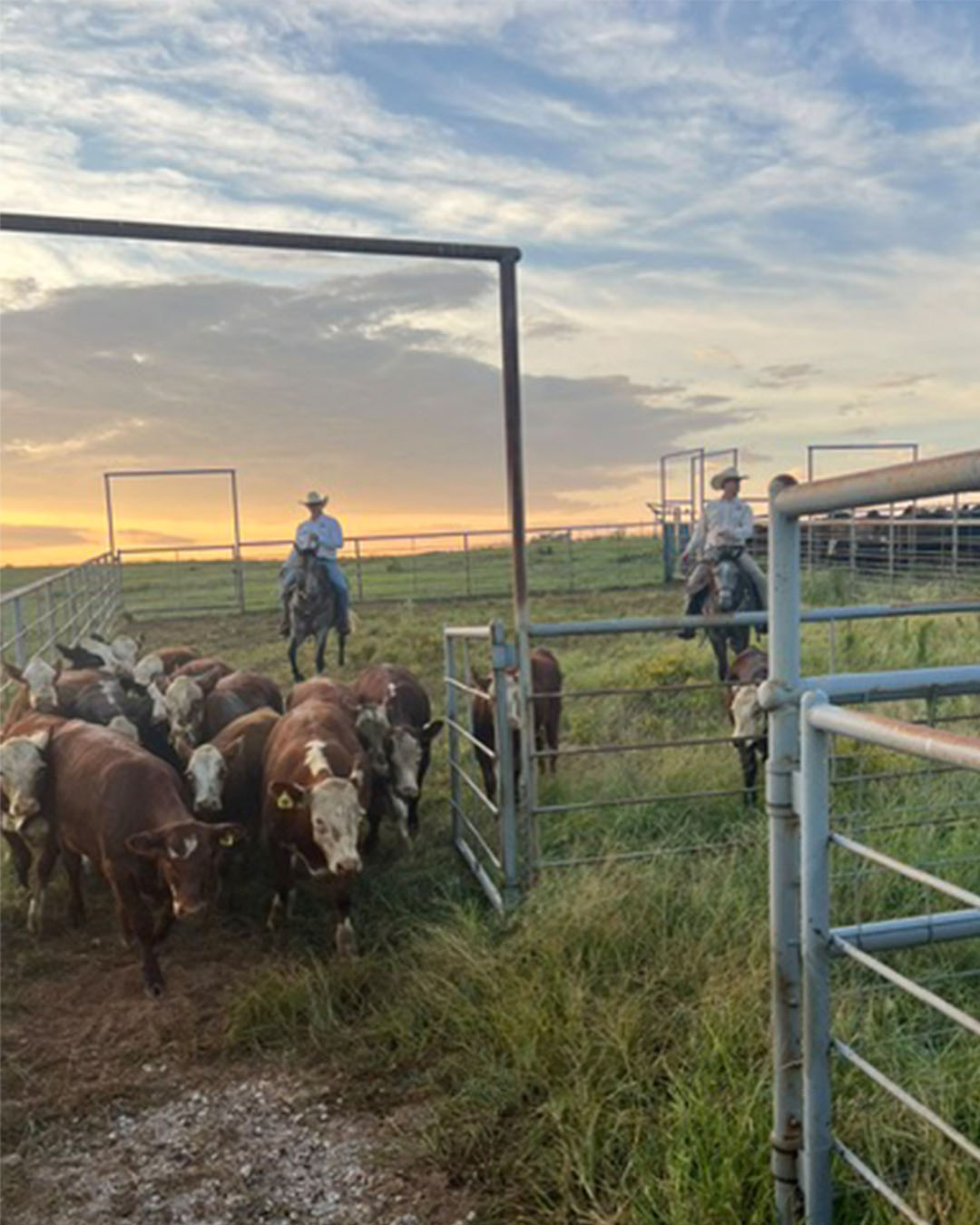 Cattle gathered in a pasture during sunset at Timber Creek Ranch