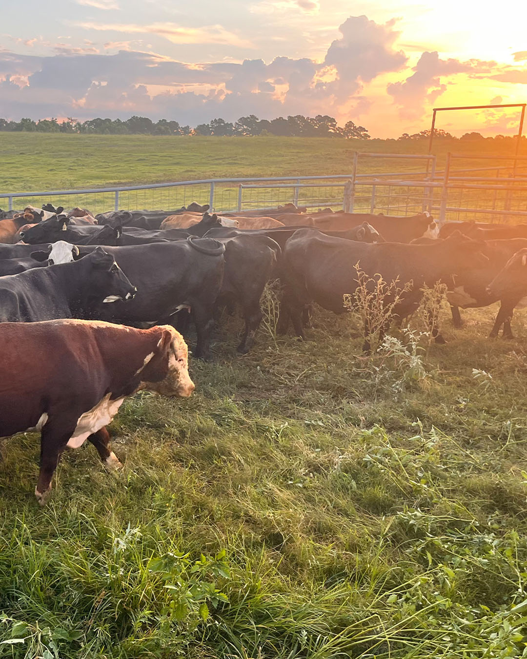 View from horseback at sunset near the cattle pens at Timber Creek Ranch