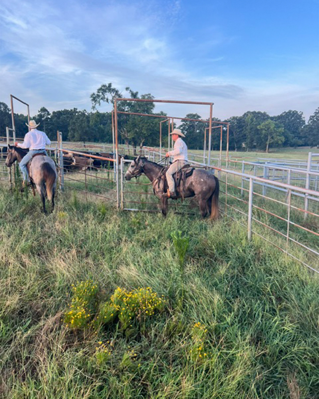 Ranch crew sorting cattle at Timber Creek Ranch