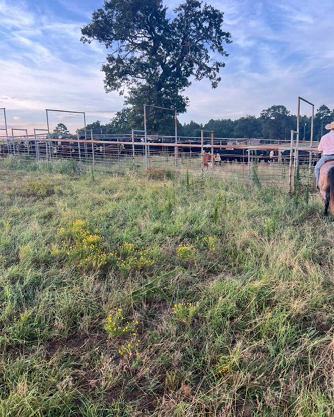 Cattle work underway in the Timber Creek pasture