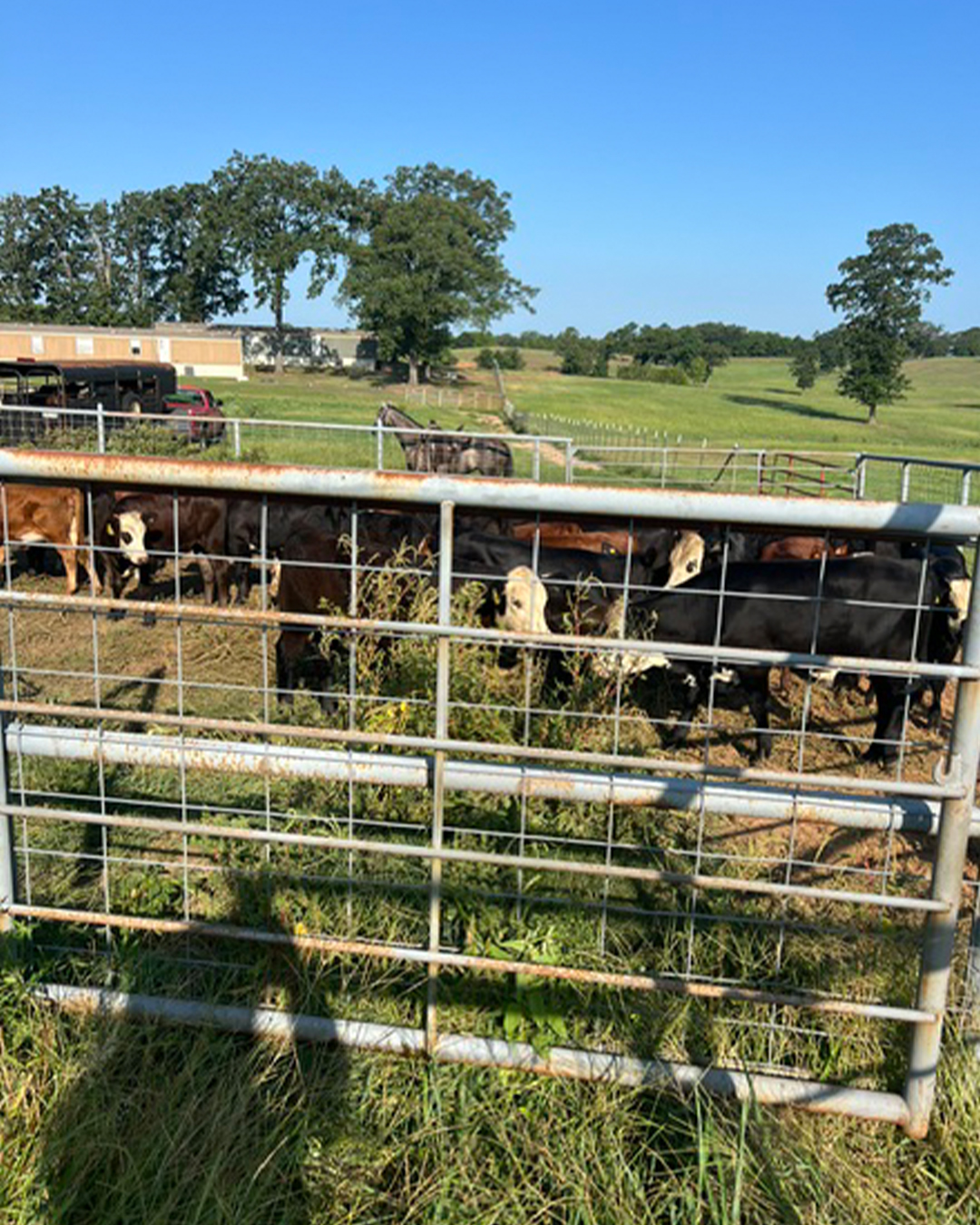 Cattle gathered in a working pen at Timber Creek Ranch