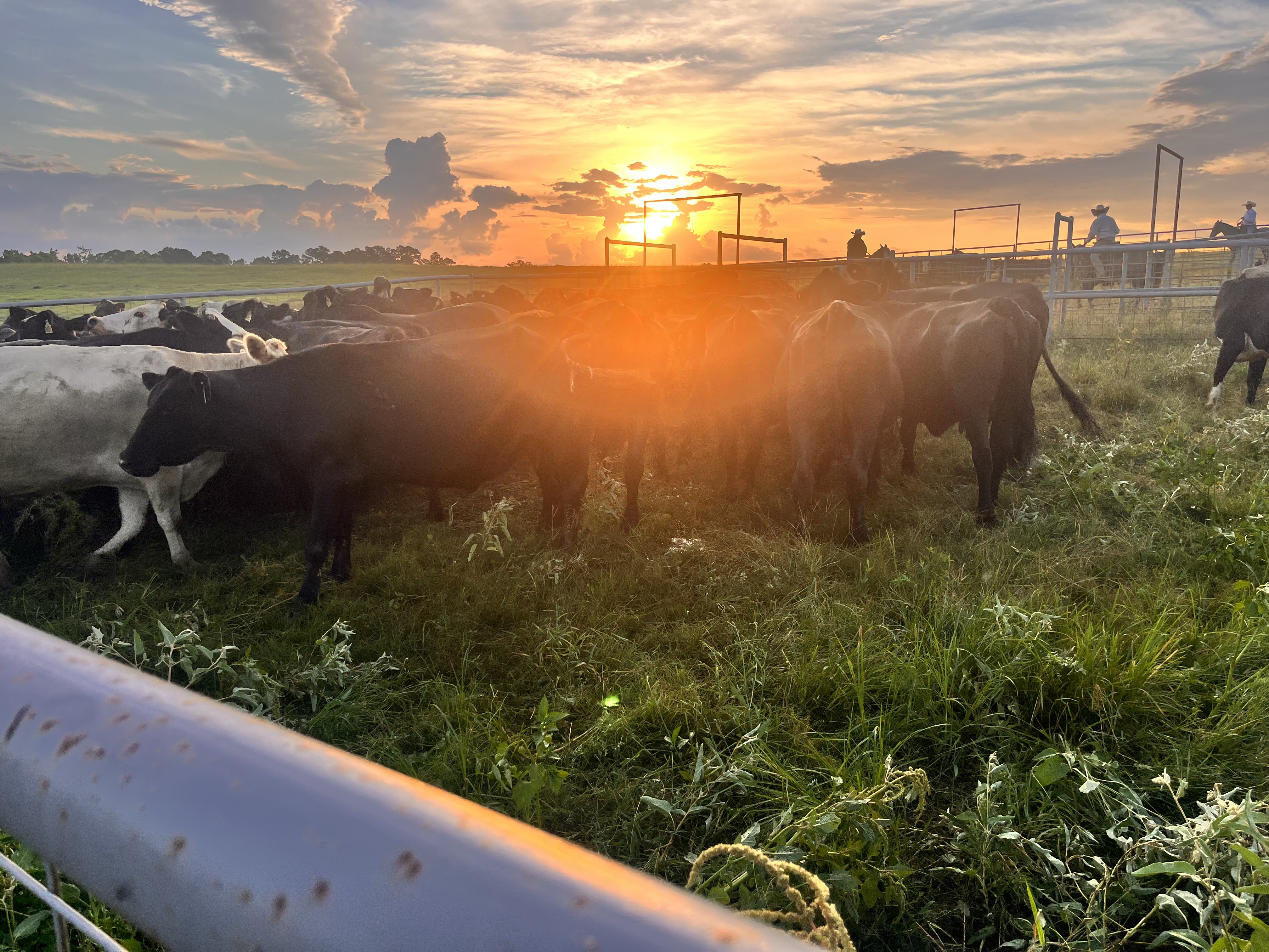 Cattle work at Timber Creek Ranch