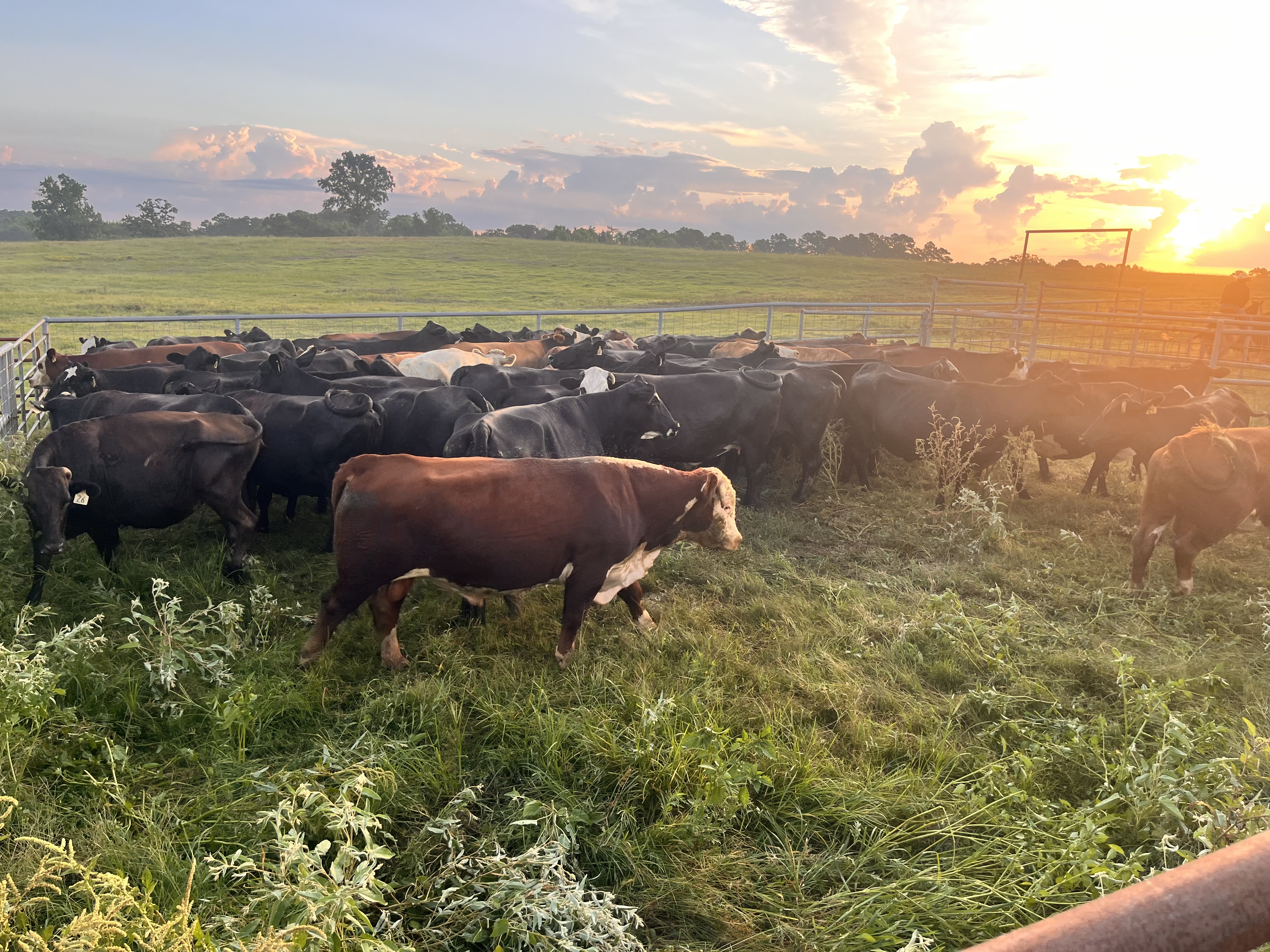 Timber Creek cattle gathered in warm evening light