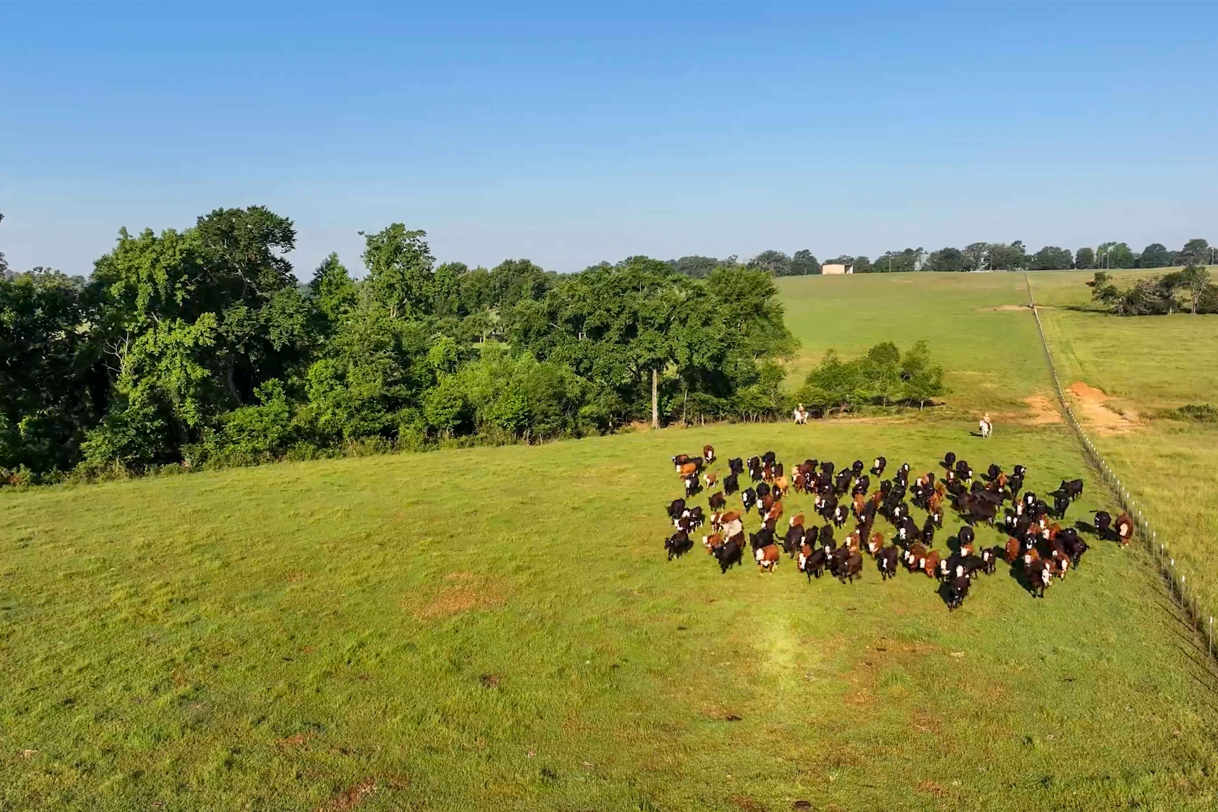 Timber Creek cattle herd seen from above